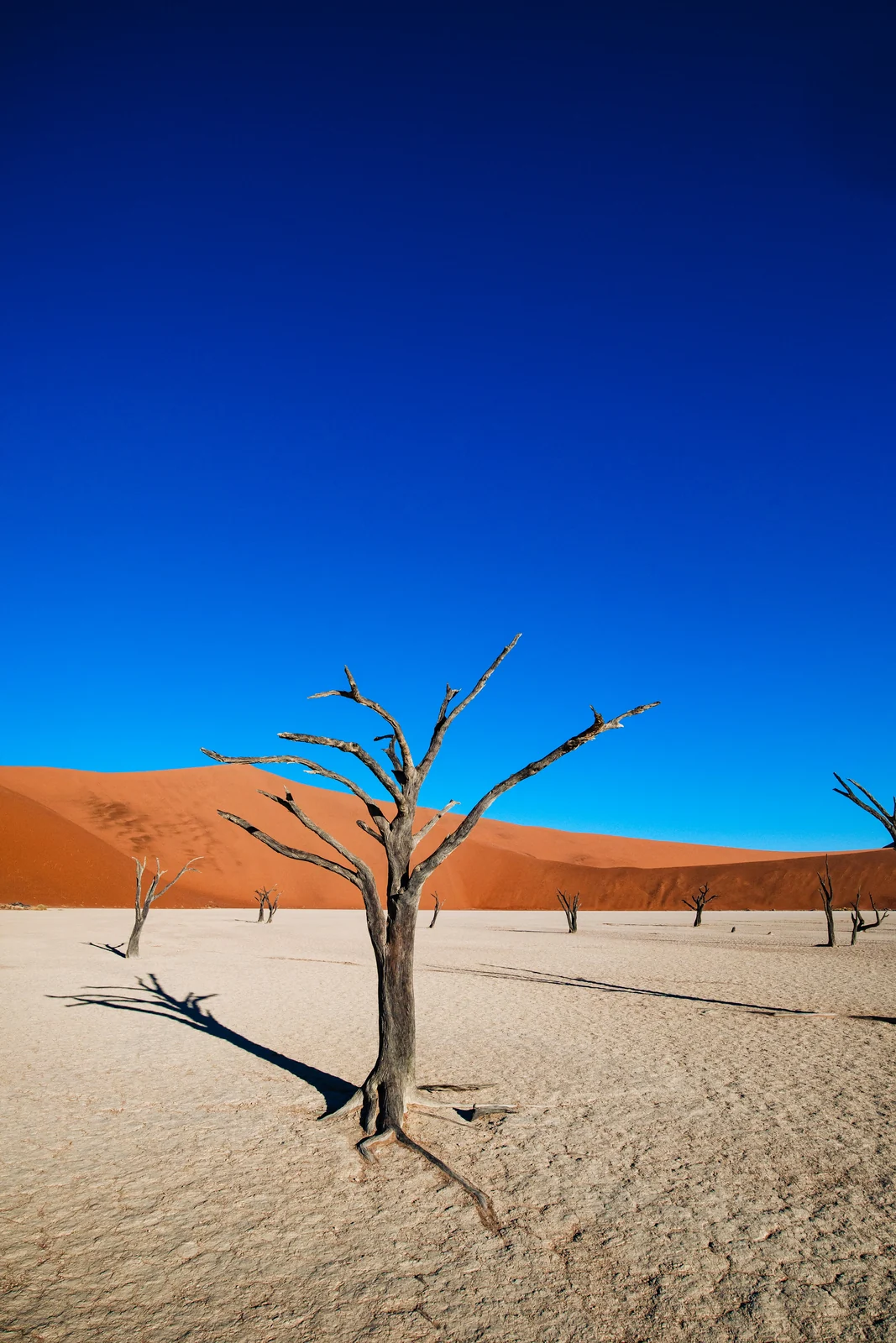 Desert tree in front of red dunes under a blue sky