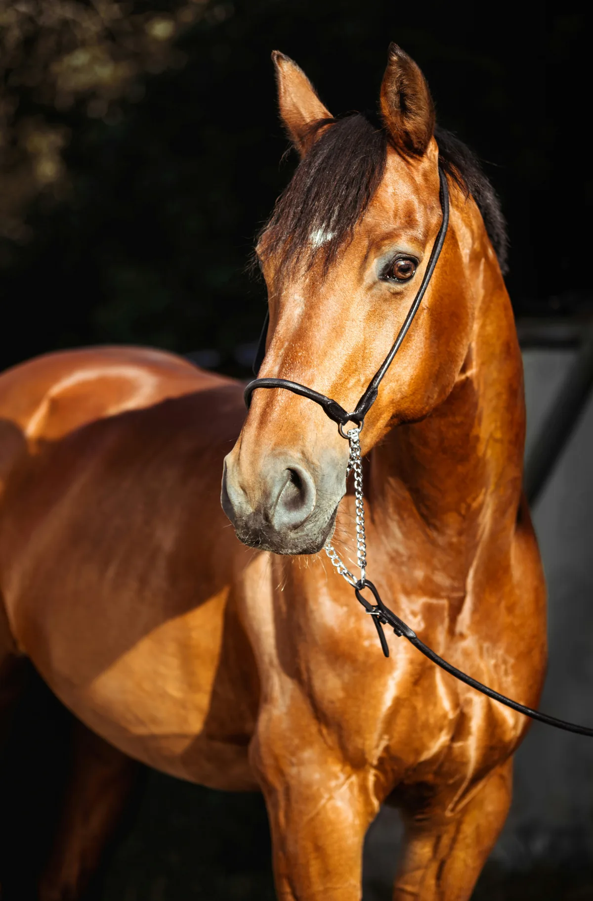 Chestnut horse portrait in warm sunlight