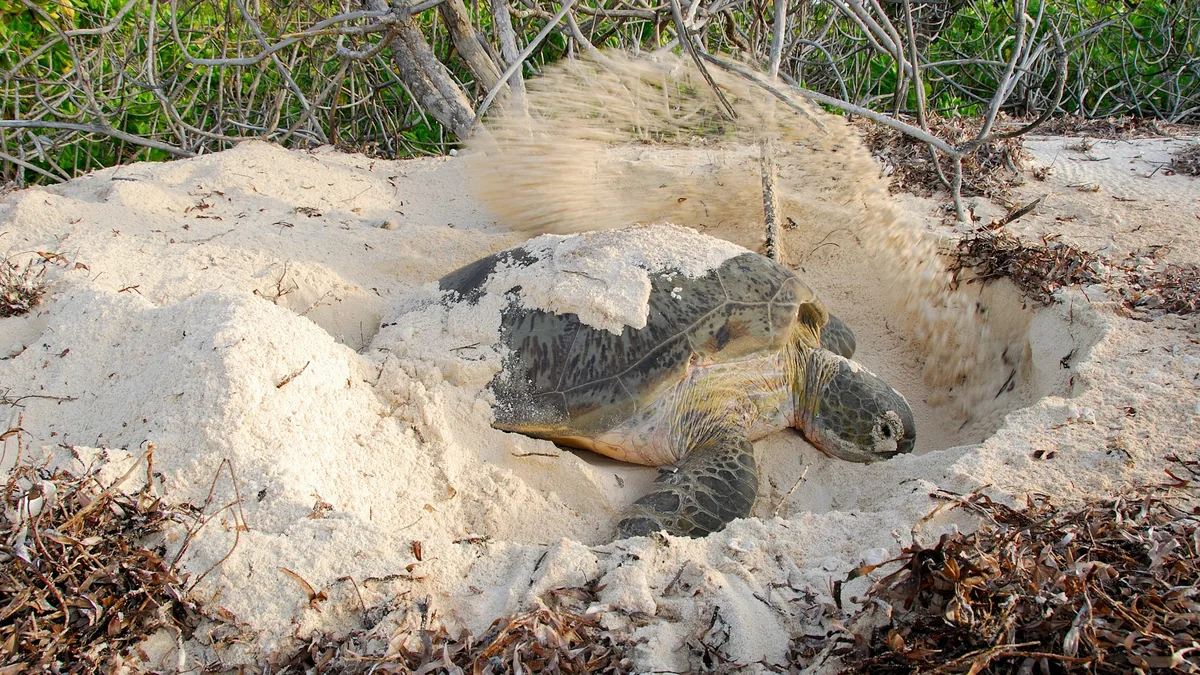 Sea turtle nesting on a quiet beach